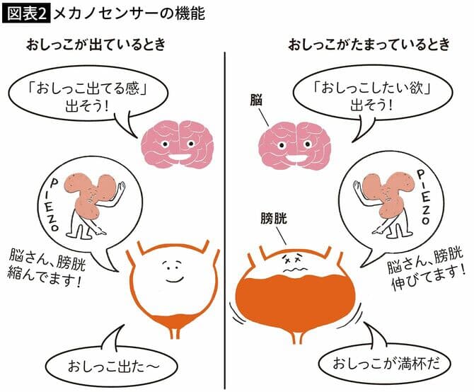 図表２　メカノセンサーの機能