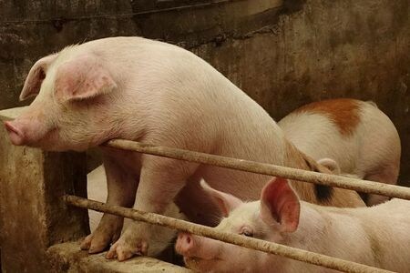 １２月１７日、中国農業農村省の当局者は、豚肉の生産拡大に向け、中小農家への支援を強化していることを明らかにした。遼寧省の養豚場で１月撮影（２０１９年　ロイター/Ryan Woo）