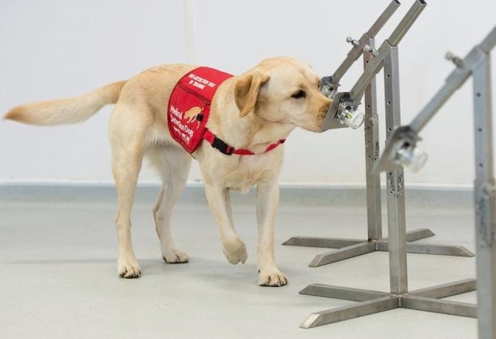 新型コロナウイルスを探知する犬の訓練がはじまった...... London School of Hygiene and Tropical Medicine/Medical Detection Dogs