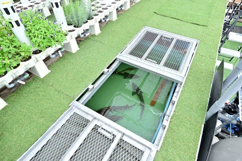 ふじさわアクポニビレッジで飼育されているチョウザメ