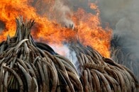 日本の象牙ネット取引停止求めるWWF　大手ではヤフーのみ応じず「合法に行われている」