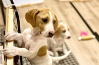 ペットシッター資格｢ペットシッターアドバイザー｣取得でペット産業へチャレンジするきっかけに