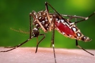 プラスチックを食べる蚊は、水から陸に汚染を広げる