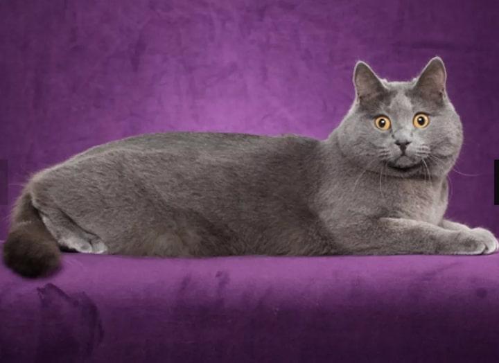 10Chartreux.jpg