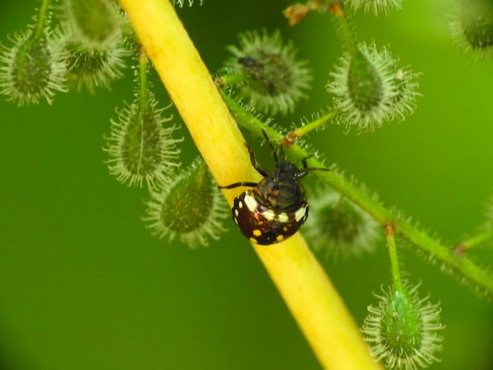 世界中で昆虫が減少している　Ines Carrara-iStock