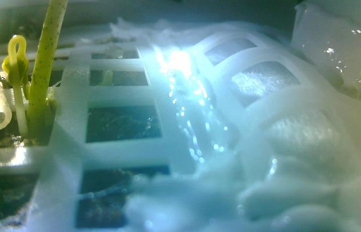 史上初めて月面で綿花の種子が芽を出したことが確認されたが　China Xinhua News/TWITTER