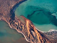 180キロ以上に広がる世界最大の植物が発見される