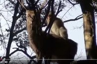 「日本のメスザルは性的意図でシカ相手に疑似交尾」＝レスブリッジ大学研究