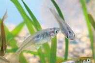 メダカのオスは1日に最高27回も交尾できる！？でも精子は有限だった