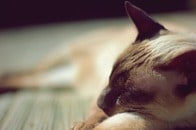 【動画】風邪をひいた飼い主をまねして「咳をする猫」に世界が夢中