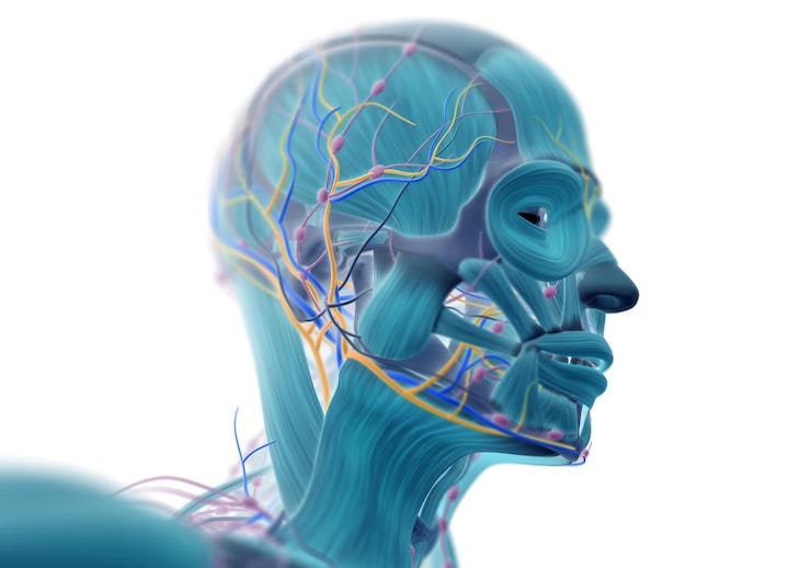 ヒトの体の中で最も硬い組織、エナメル質の謎が解明される......  ChrisChrisW-iStock