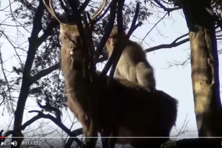 オスのシカに乗って疑似交尾するメスザル　Jean-Baptiste Leca／YouTube