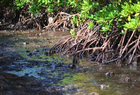 　インド洋のモーリシャス沖で座礁した貨物船「わかしお」について、船内に残っていた燃料の回収がほぼ完了したことが分かった。船は亀裂が拡大しており、燃料のさらなる流出が懸念されていた。写真は１１日、流出した燃料（２０２０年　ロイター／Sumeet Mudhoo/L\'Express Maurice）