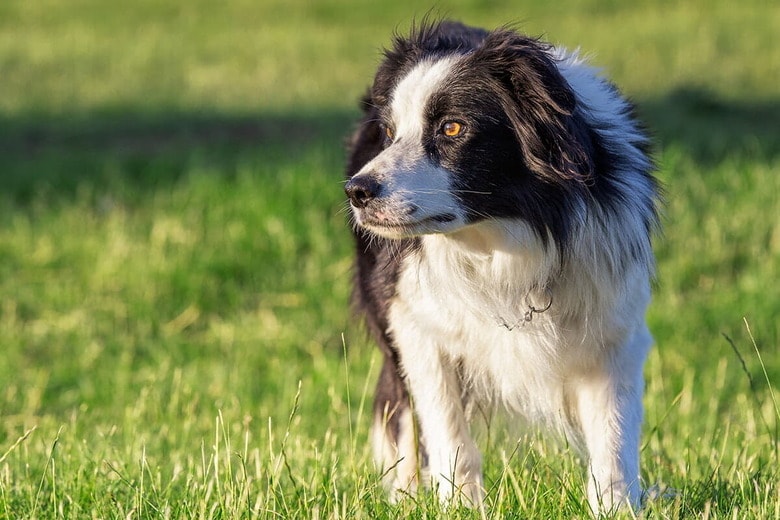 （写真はイメージです）　vyasphoto-Shutterstock