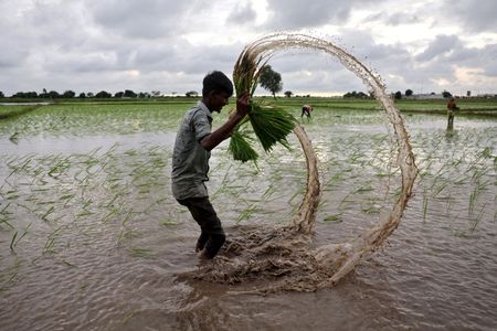 　９月２６日、インド政府は、建設や鉱業、農業などで働く労働者の最低賃金を１０月から引き上げると発表した。写真は７月、アーメダバードの田んぼで撮影（２０２４年　ロイター/Amit Dave）