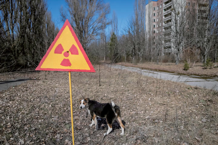 チェルノブイリ立入禁止区域には多くの犬が生息する　GLEB GARANICHーREUTERS