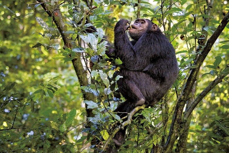 チンパンジーは熟して発酵した果物からエタノールを摂取している　JANE RIX/SHUTTERSTOCK