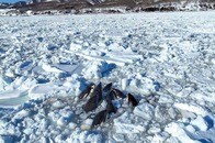 世界が心配した、知床のシャチ親子はその後どうなったのか？