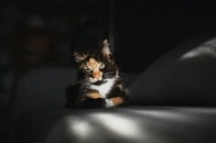 「最低、吐き気がする」...猫好きを激怒させた『ハムネット』主演ジェシー・バックリーの告白