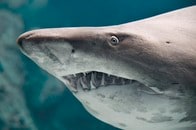 裂けた顎をぶら下げて泳ぐサメが見つかる
