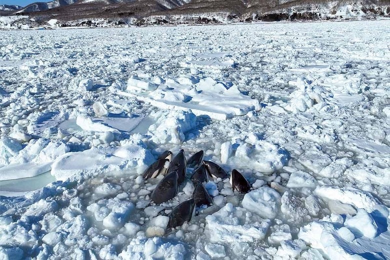 WILDLIFE PRO LLCｰEYEPRESSｰREUTERS