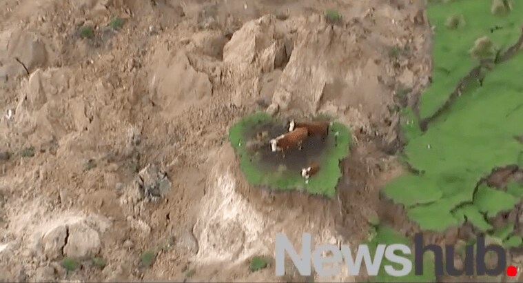 ニュージーランドの大規模地震で牧場が陥没、乳牛が取り残された　(c) AP / Youtube