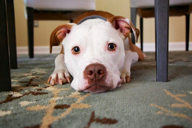 飼い主が帰宅して号泣...5カ月の子犬が見せた「分離不安の現実」（写真はイメージです）　Mike Burke-Unsplash