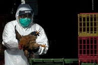 中国で鳥インフル「H10N3株」のヒトへの感染が初めて確認される