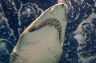 【画像】「サメが危ない」の裏にあるインフルエンサーの「バカ行動」