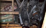 今日も市場で生きてるコウモリ販売するインドネシア　新型コロナ感染ゼロの理由とは