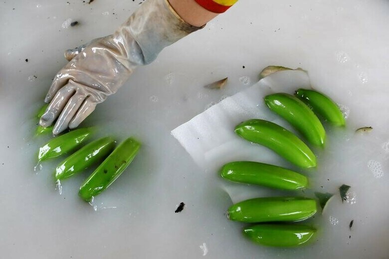 ５月１２日、中国がもたらしたバナナブームは、ラオス北部の村の生活を変えた。雇用が増え賃金も上がった一方で、農園が殺虫剤と農薬漬けになったと専門家は指摘する。写真はボーケーオで４月２４日撮影（２０１７年　ロイター/Jorge Silva）