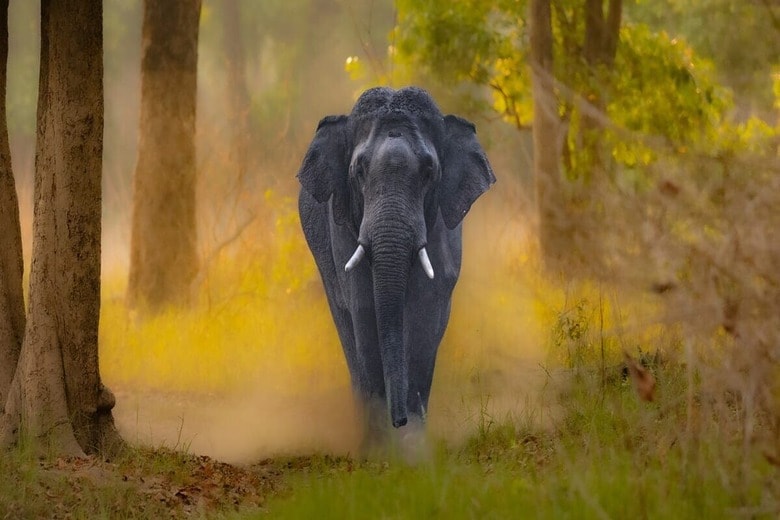 インドではゾウによる被害が相次いでいる（写真はイメージ）　Mihir Sutaria-shutterstock