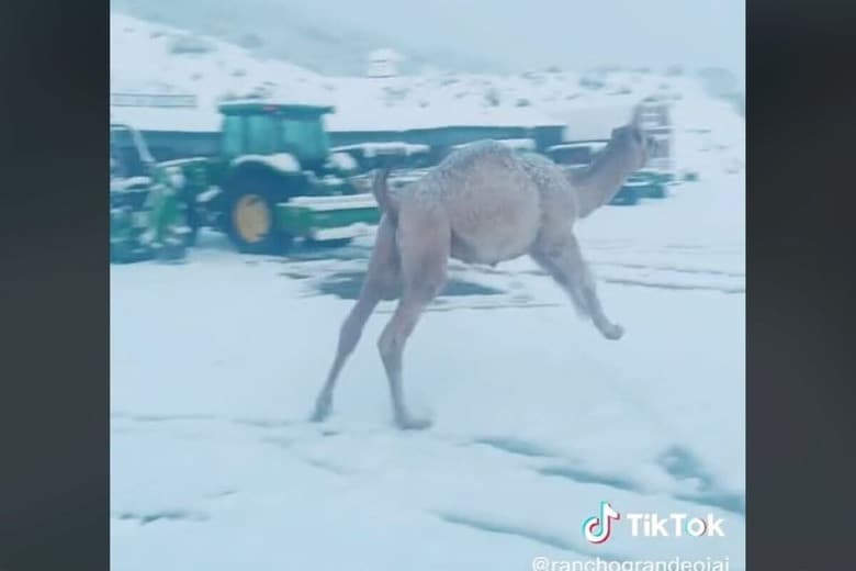 @ranchograndeojai-TikTok