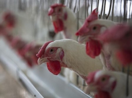 　５月１０日、米オバマ政権は、中国が米国産鶏肉に不当に高い関税を課して輸入を制限しているとして、世界貿易機関（ＷＴＯ）に提訴した。写真はマーンガーオンで昨年２月撮影（２０１６年　ロイター/Danish Siddiqui）