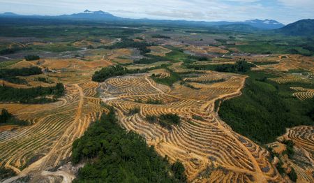 　１１月７日、世界の大手食品商社１４社が、農産物や食肉のサプライチェーン（供給網）による森林破壊を２０２５年までに根絶するためのロードマップ（工程表）を発表した。写真はパーム油プランテーションのために伐採された森林地区。インドネシアの西カリマンタンで２０１０年７月撮影（２０２２年　ロイター／Crack Palinggi）