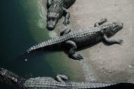 【動画】遺体発見の「おぞましい現場」...ワニが16歳少年を襲い殺害