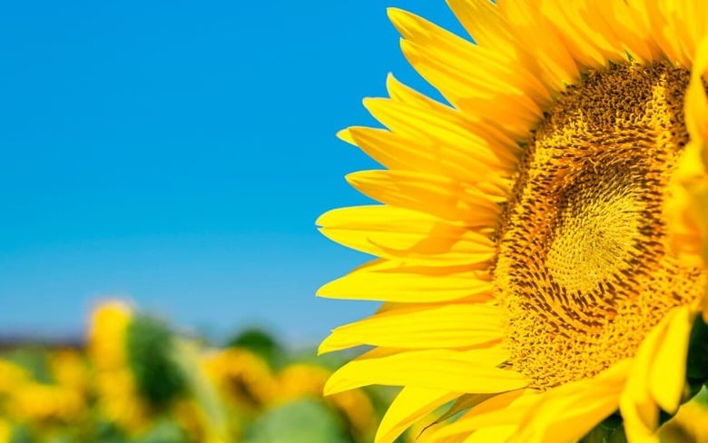 Arkhipenko Olga-shutterstock