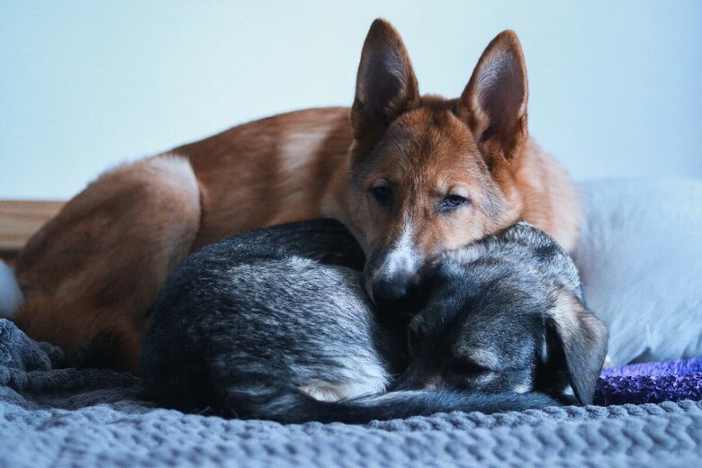 犬と犬だからこそ通じ合うものがある（写真はイメージです）　anotherxlife-Unsplash