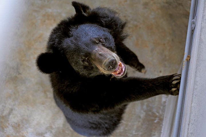 韓国ではツキノワグマの胆汁が珍重される　NGUYEN HUY KHAM-REUTERS