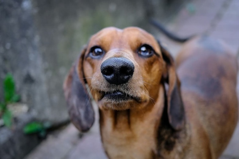 誰もいないはずのリビングで何が？　犬の「こっそりダッシュ」がバズる理由（写真はイメージです） Sandra-Unsplash