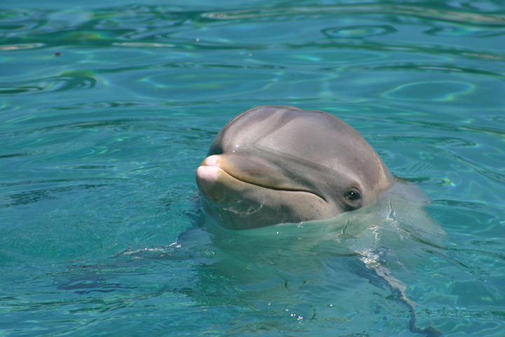 かわいがっているつもりなら大間違い（ネズミイルカ）　mablache-iStock.
