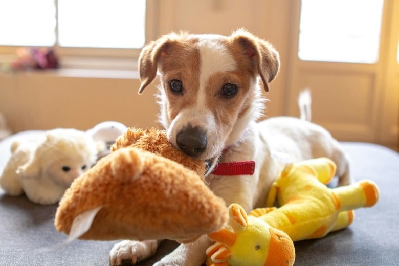 おもちゃは犬にとって大切な存在（写真はイメージです）　marieke koenders-Unsplash