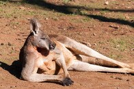 【動画】愛犬を溺死させようとした「怪物カンガルー」の衝撃...川での「真っ向勝負」の様子が話題に