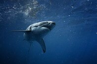 15歳の女性サーファー、サメに襲われ6針縫う大けがを負う...足には生々しい傷跡