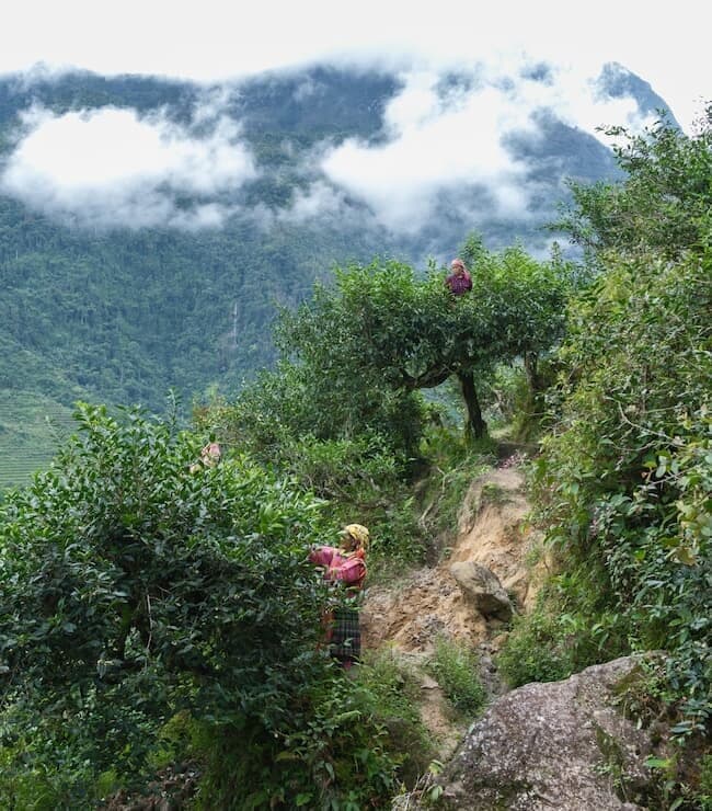 少数民族の生活の一部にもなっている、古木茶の収穫