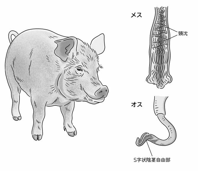 メスブタの生殖器