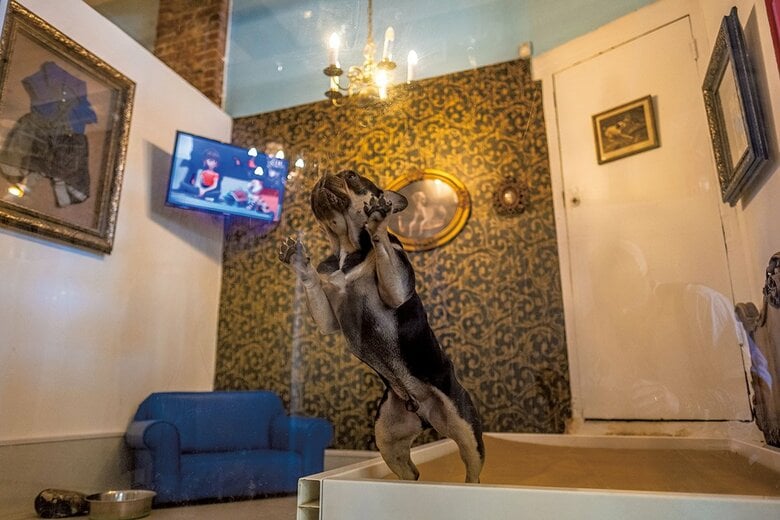 フレンチブルドッグのトミーは犬用高級ホテル兼デイケア施設「アットフリッツ」のスイートルームの常連客。専用テレビやソファも完備