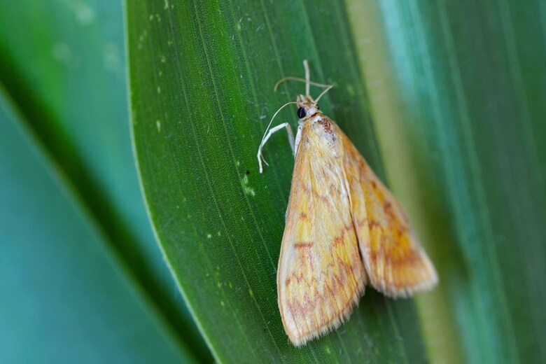 ボルバキアに感染した母親が生んだ卵からはメスばかりが生まれる。写真はチョウ目で「オス殺し」が報告されているアワノメイガ　Tomasz Klejdysz-iStock