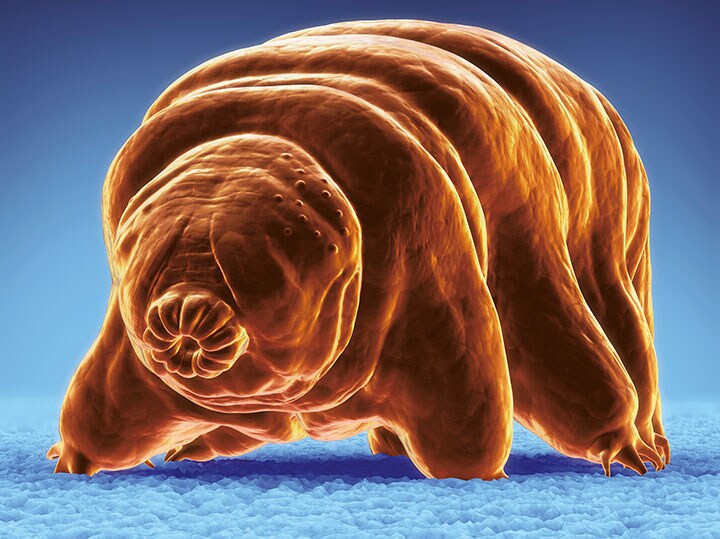 太陽系外へのミッションに選ばれた生物はクマムシ（写真）と線虫のC・エレガンス。どちらも脅威的な生命力を誇る　Science Picture Co/GETTY IMAGES