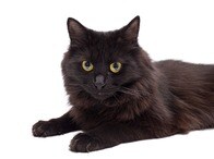 【動画】前世では愛し合うカップルだった？ TikTokで人々を夢中にさせた2匹のネコの様子